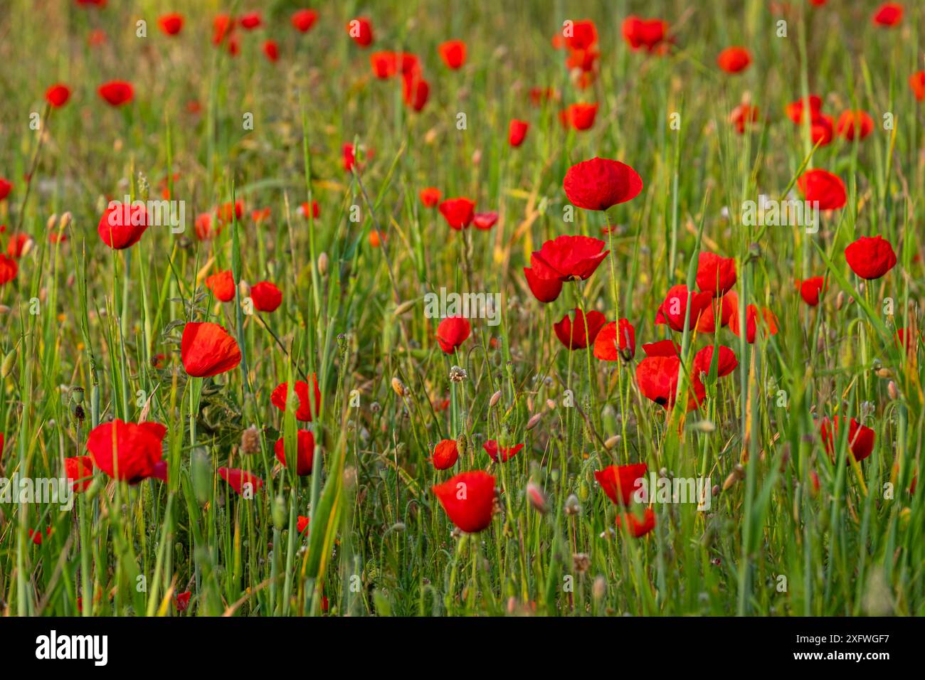 Papaver rhoeas L., Wildmohn Feld, Lloret de Vistalegre, Mallorca, Balearen, Spanien. Stockfoto