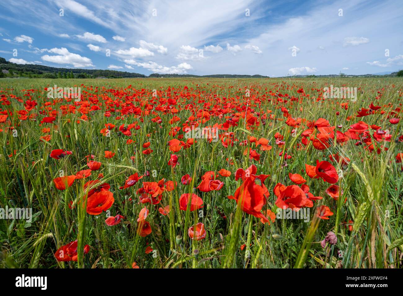 Papaver rhoeas L., Wildmohn Feld, Sant Joan, Mallorca, Balearen, Spanien. Stockfoto