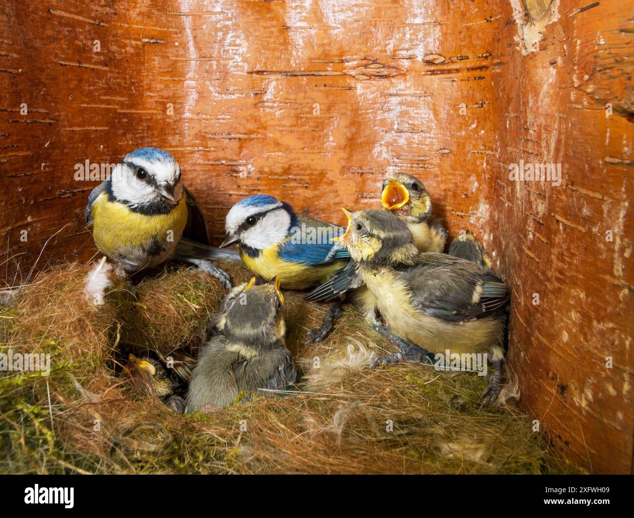 Blaumeise (Cyanistes caeruleus) Ernährung Jungen im Nistkasten, Bayern, Deutschland, Mai. Stockfoto