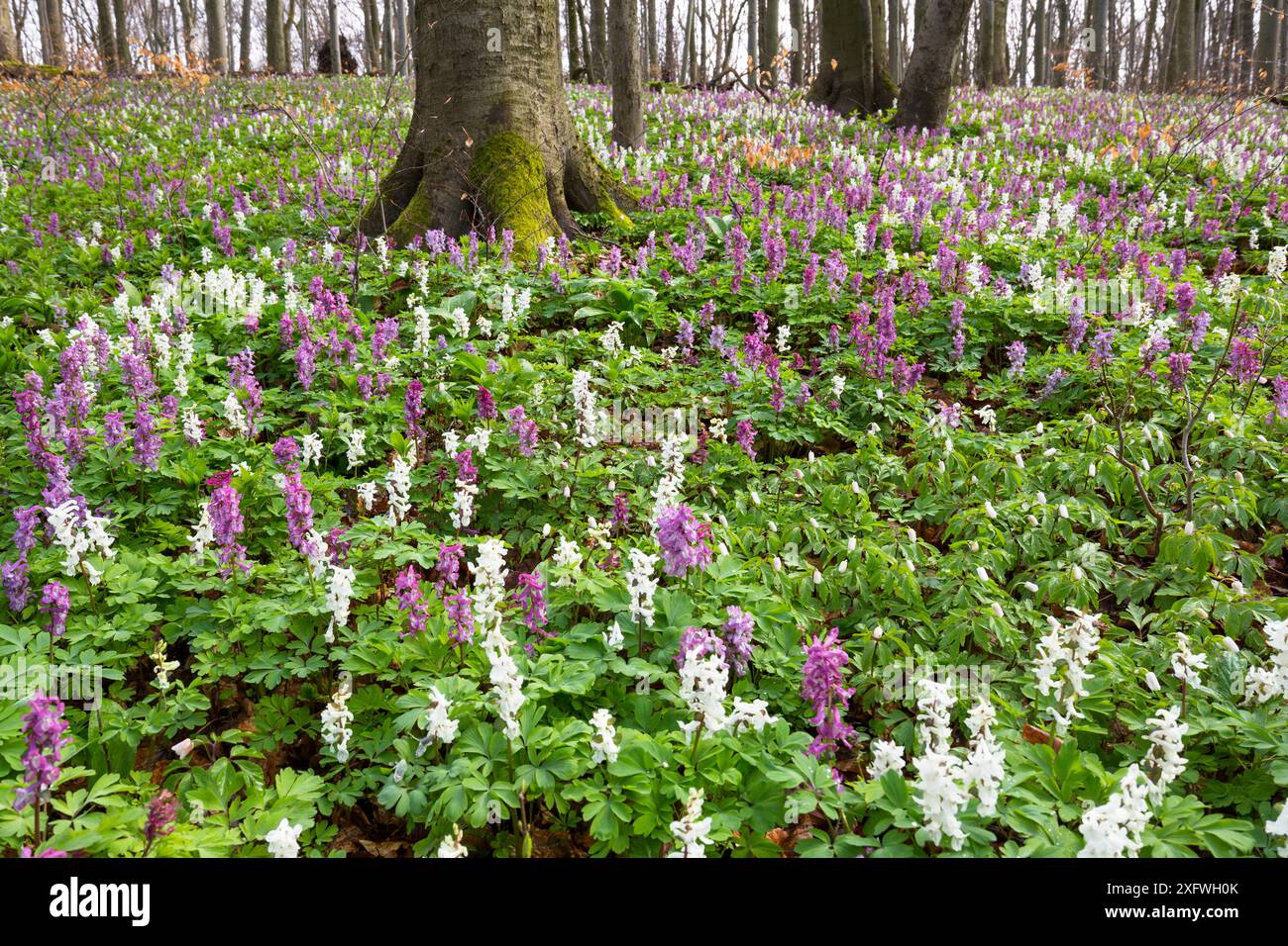 Hollow larkspur (Corydalis cava) blüht im Buchenwald (Fagus sylvatica), Nationalpark Hainich, Thüringen, Deutschland, April. Stockfoto