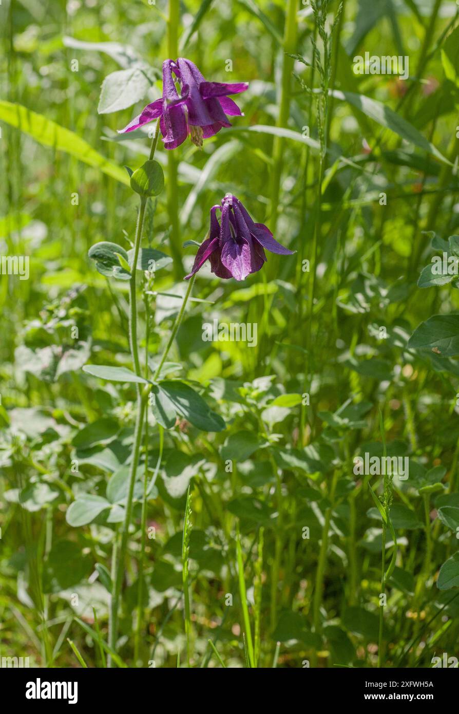 Aquilegia Omas Motorhaube Stockfoto