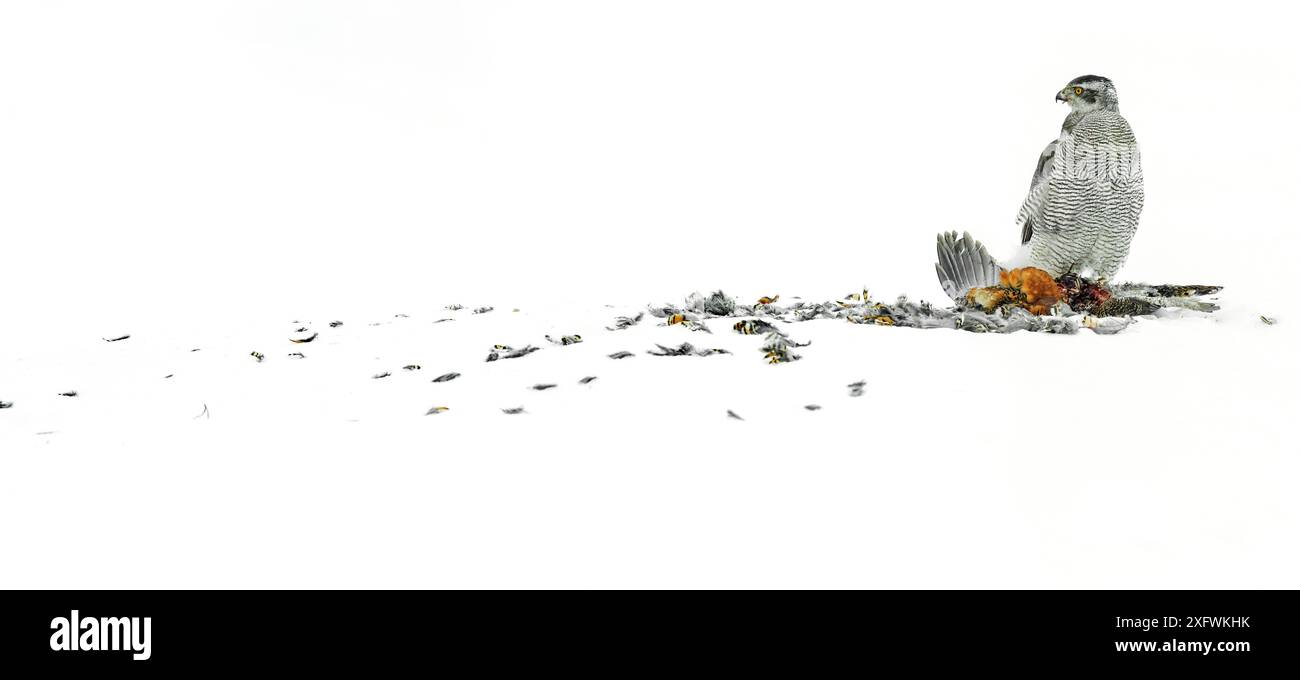 Northern Habicht (Accipiter gentilis) Fütterung auf das Birkhuhn (Tetrao tetrix) Weibliche im Winter, Finnland. März Stockfoto