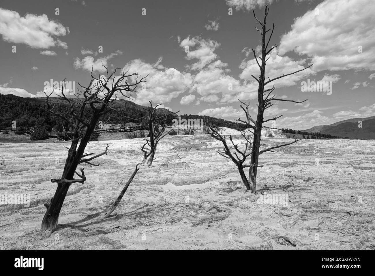 Tote Bäume - überschwemmt von Kalksteinablagerungen in Mammoth Hot Springs Stockfoto