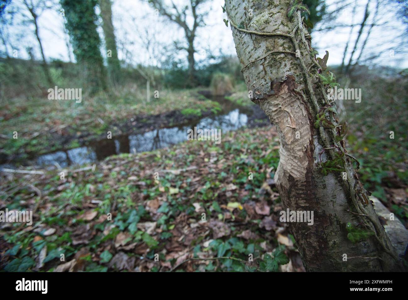 Biber (Castor-Faser) nagte Silberbirke (Betula pendula) mit einem Biberkanal, der für den Transport nach hinten ausgegraben wurde, East Devon, England, Großbritannien, Februar. Stockfoto