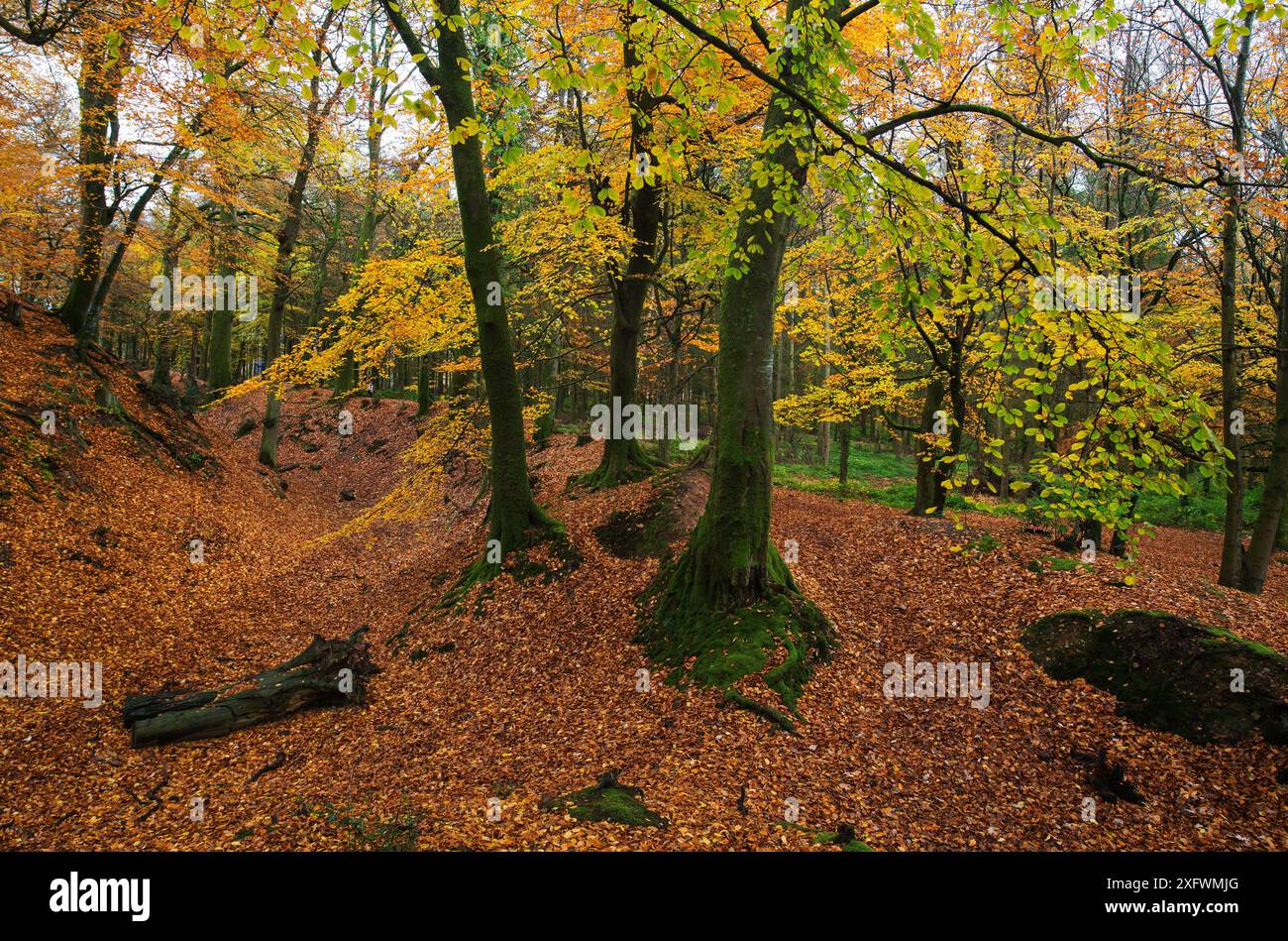 Buchenbäume (Fagus sylvatica) von Woodbury Castle Scheduled Monument, Devon, England, Großbritannien, November 2016. Stockfoto