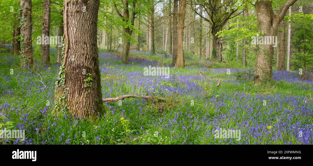 Glockenblumen (Hyacinthoides non-scripta) in einem alten naturnahen Wald, Woodbury, Devon, England, Vereinigtes Königreich, Mai. Stockfoto