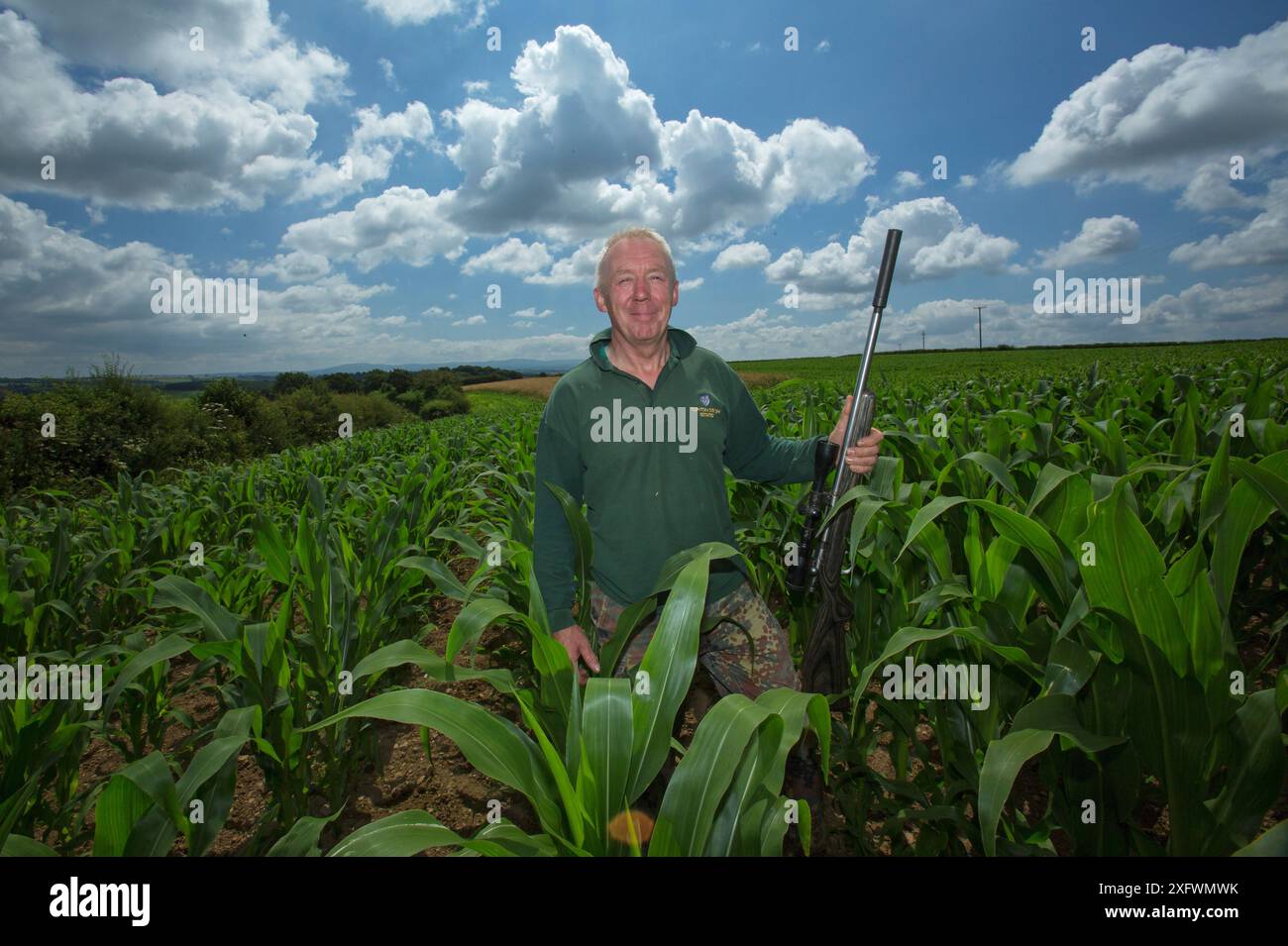 Wildhüter in einem Deckfeld für Fasanenschießen, Devon, England, Großbritannien, Juli 2016. Stockfoto