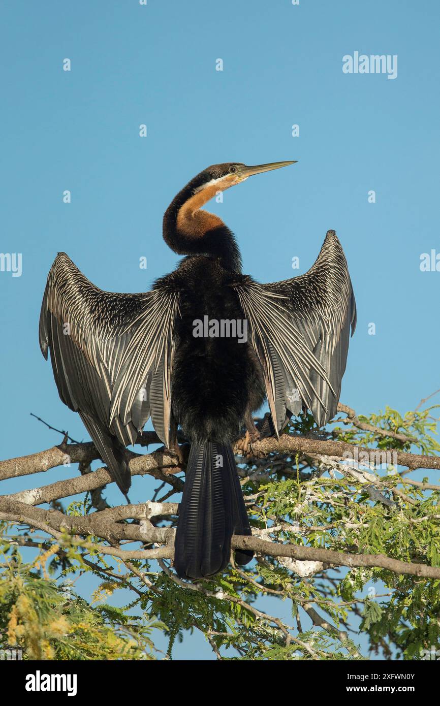 Afrikanischer Darter (Anhinga rufa) trocknet Flügel, während er im Baum sitzt, Chobe River, Bostwana. Stockfoto