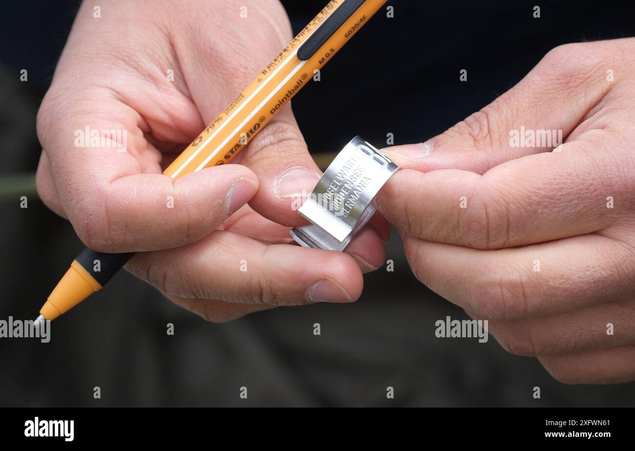 Hartenstein, Deutschland. Juli 2024. Ein Ring mit der Prägung der Vogelstation Hiddensee. Ornithologen befestigen das Etikett an den Füßen eines jungen Fischadels im Bezirk Zwickau. Das Tier wurde kurzzeitig in einem Gittermast von in der Höhe arbeitenden Arbeitern aus seinem Nest entfernt. Das Beringen findet statt, um unter anderem die Wanderwege und Standorttreue der streng geschützten Raubvögel zu erforschen. Quelle: Sebastian Willnow/dpa/Alamy Live News Stockfoto