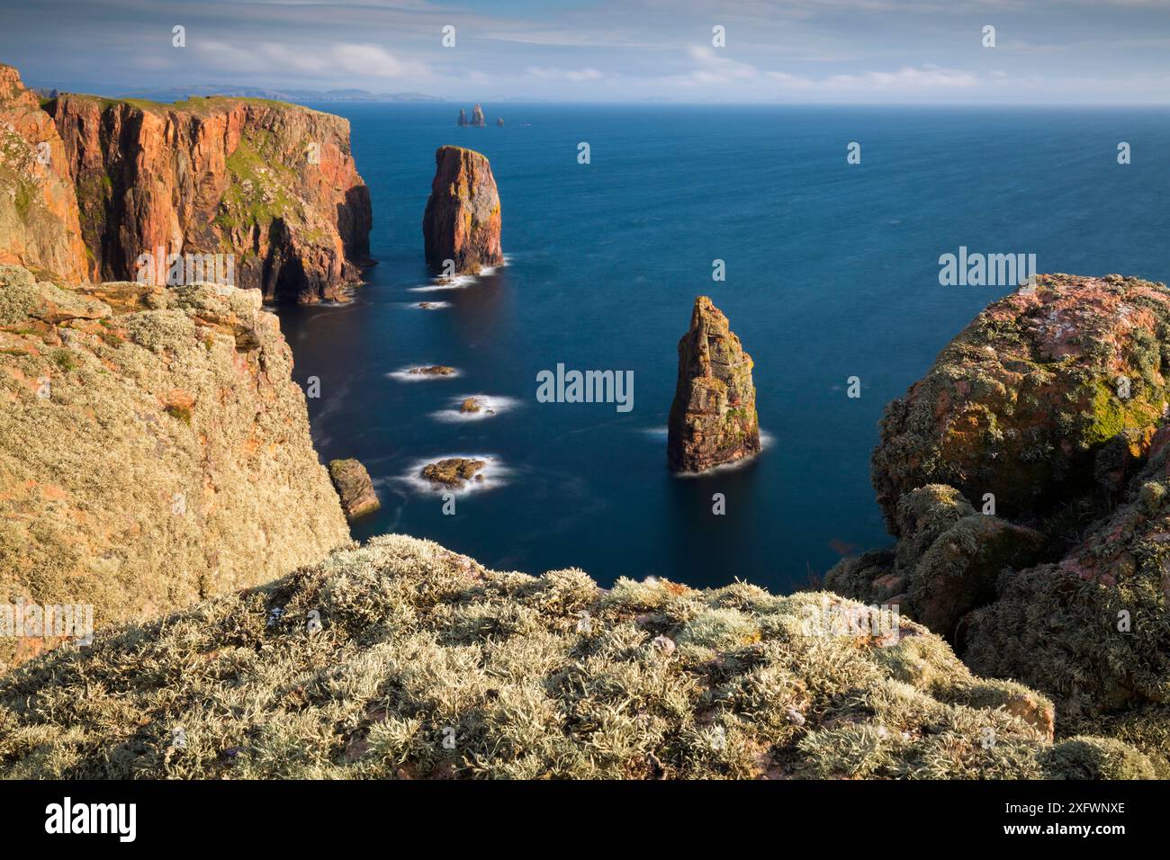 Mit Flechten bedeckte Klippen in Eshaness, Shetland, Shetland Isles, Schottland, Großbritannien. August 2014. Stockfoto