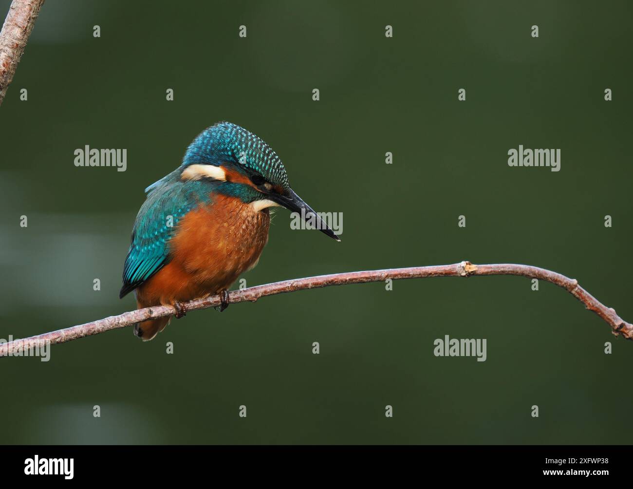 Junger eisvogel, mit schokoladenbraunen Füßen, die auf sein Alter hindeuten, wird nicht mehr von Erwachsenen unterstützt und ist jetzt allein. Einzug oder Matrize. Stockfoto