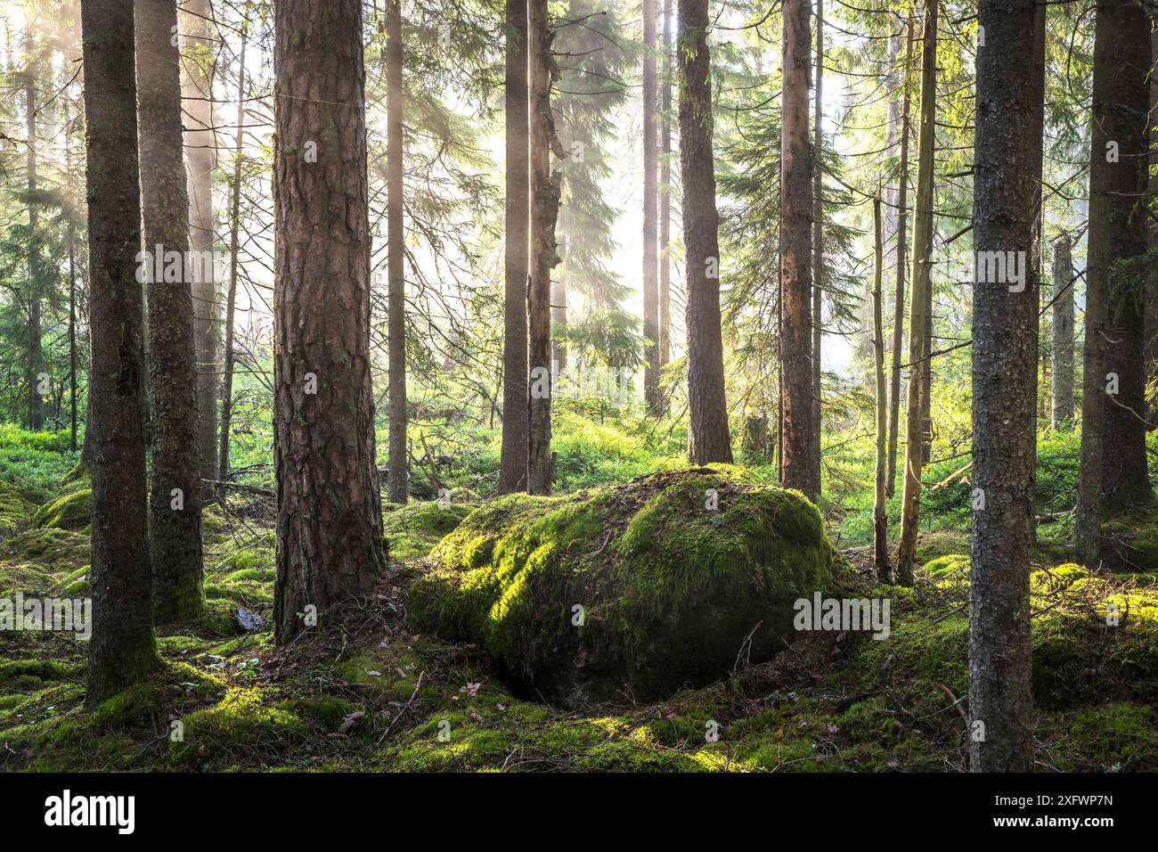 Gesteinsformation bedeckt mit Moos inmitten von Bäumen im Wald Stockfoto