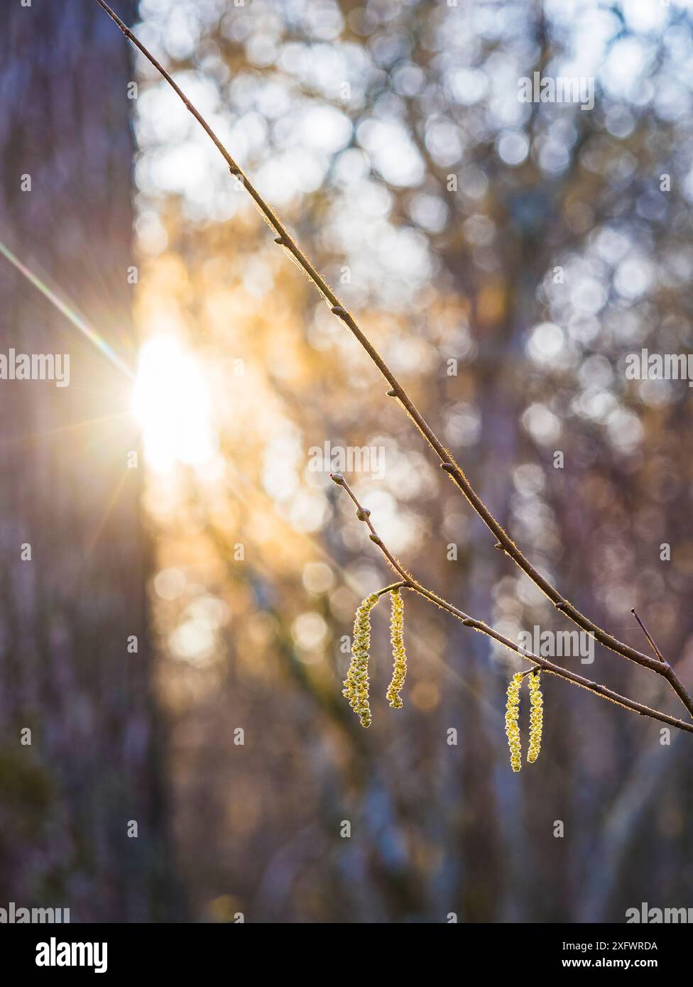 Nahaufnahme des Werks in Wald Stockfoto