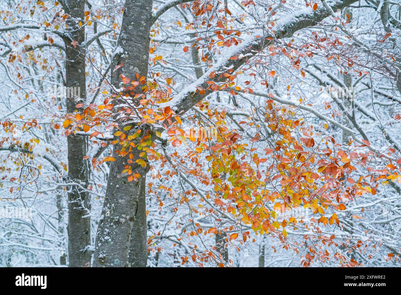Buchenwald (Fagus sylvatica), Naturpark Sierra Cebollera, La Rioja, Spanien. November. Stockfoto