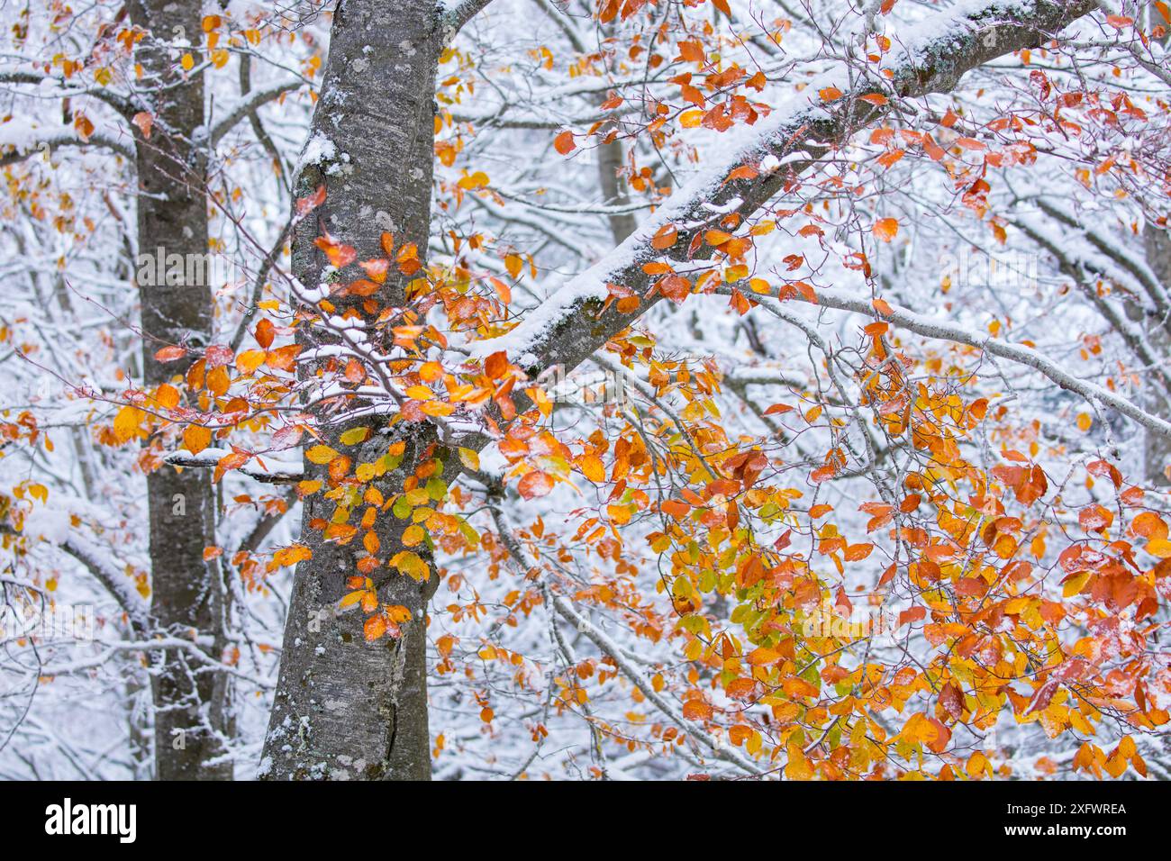 Buchenwald (Fagus sylvatica) mit Schnee- und Herbstlaub auf Zweigen, Naturpark Sierra Cebollera, La Rioja, Spanien. November. Stockfoto