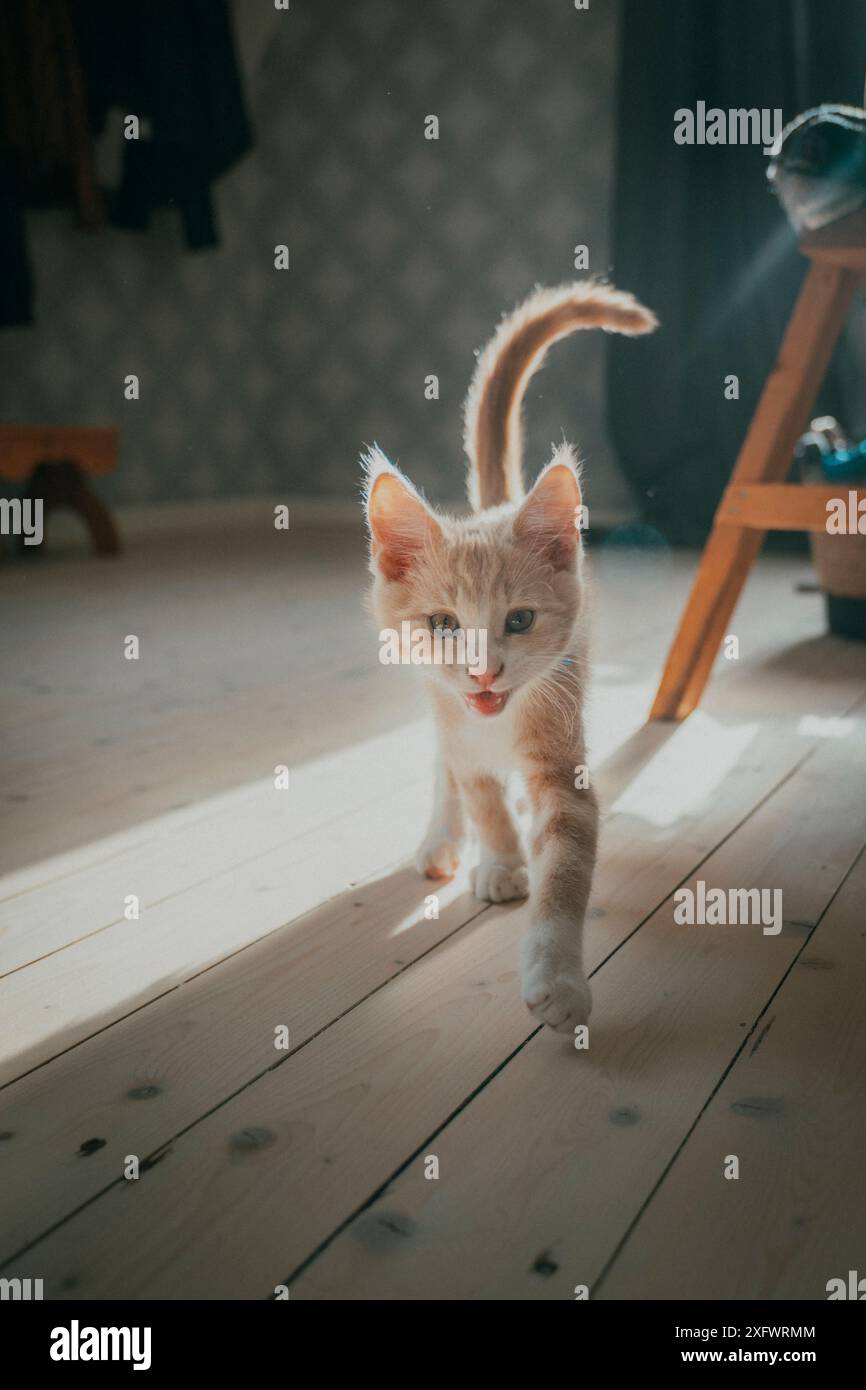 Porträt eines Kätzchens, das zu Hause auf Hartholzboden läuft Stockfoto