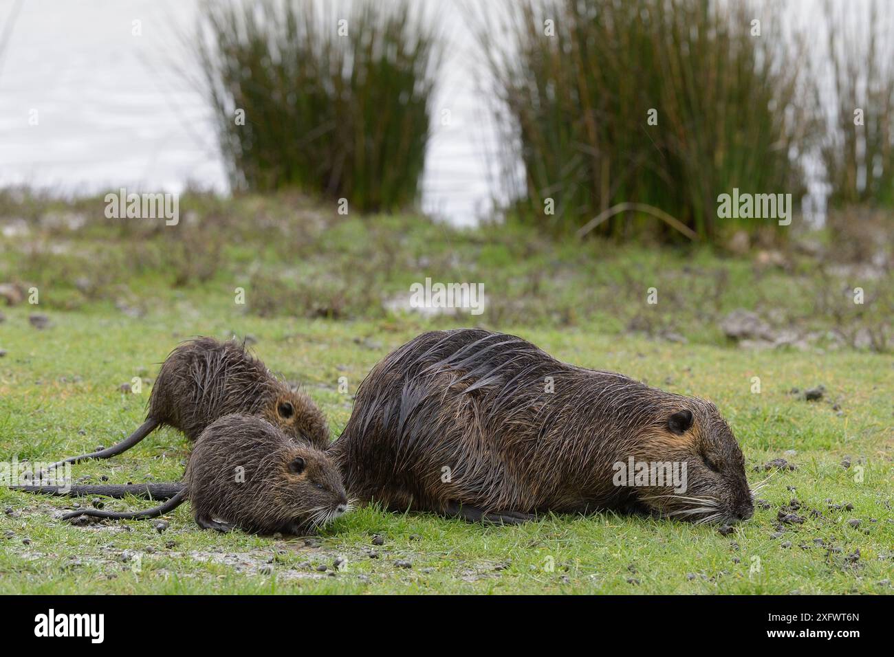 Coypu (Myocastor coypus) Weibchen und Jungtiere, die Gras fressen. Le Teich, Gironde, Nouvelle-Aquitaine, Frankreich. April. Stockfoto