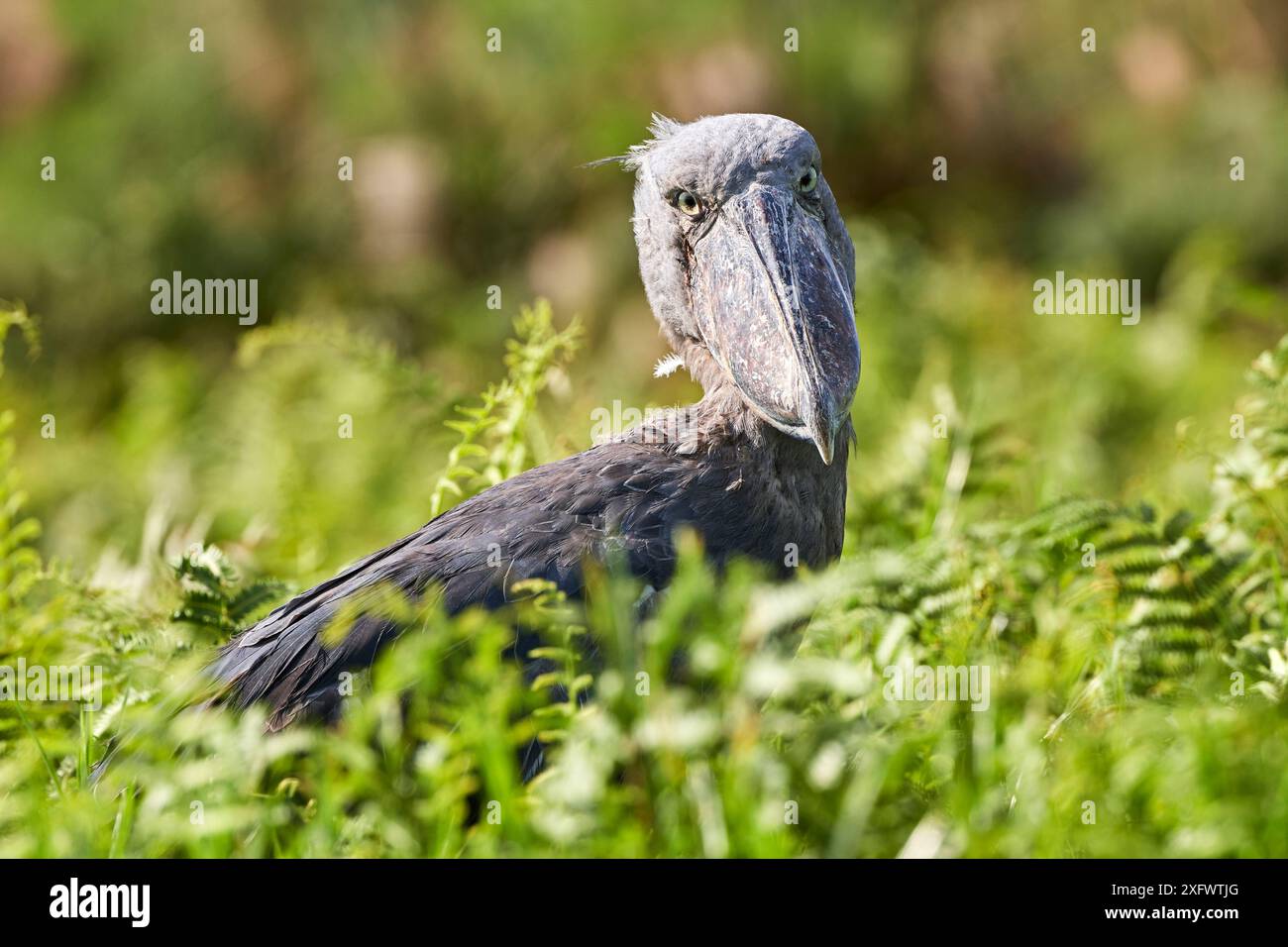 Schuhschnabel Stork (Balaeniceps Rex) in den Sümpfen von Mabamba, Lake Victoria, Uganda. Stockfoto