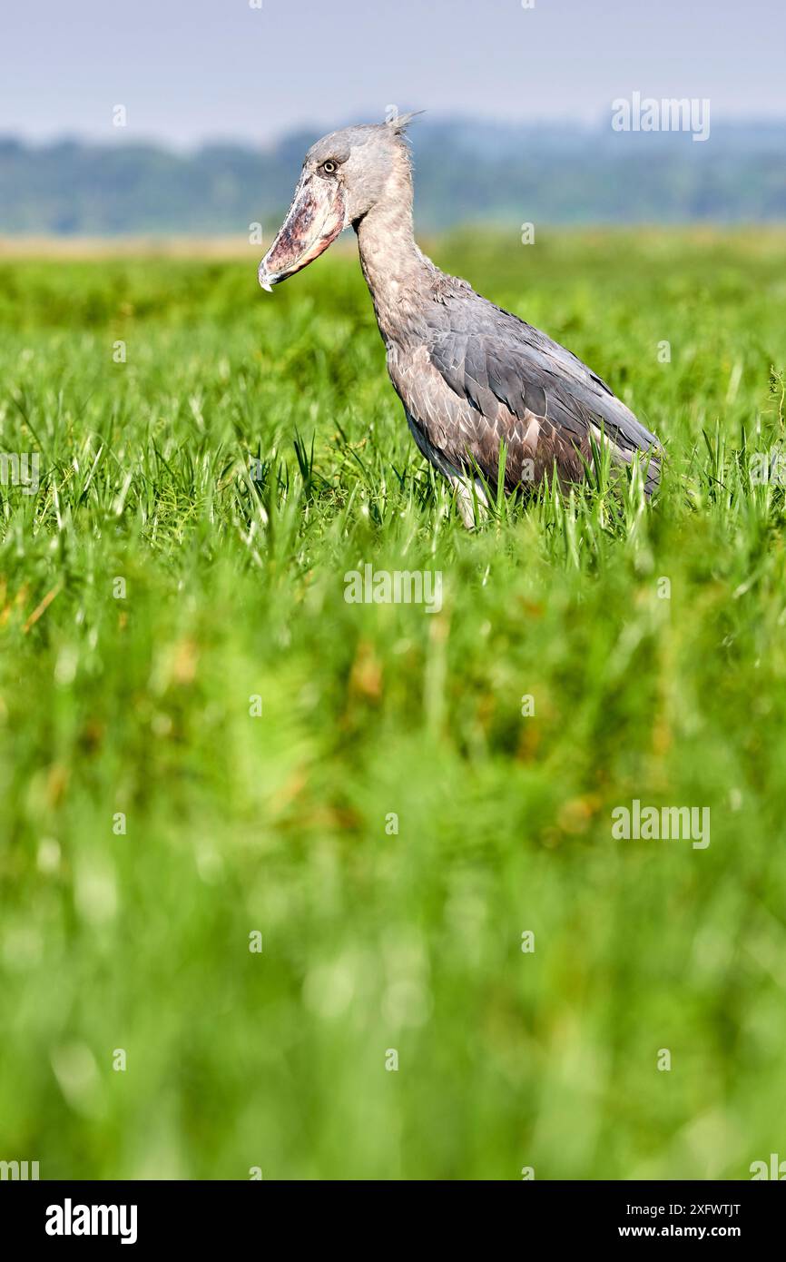 Schuhschnabel Stork (Balaeniceps Rex) in den Sümpfen von Mabamba, Lake Victoria, Uganda. Stockfoto