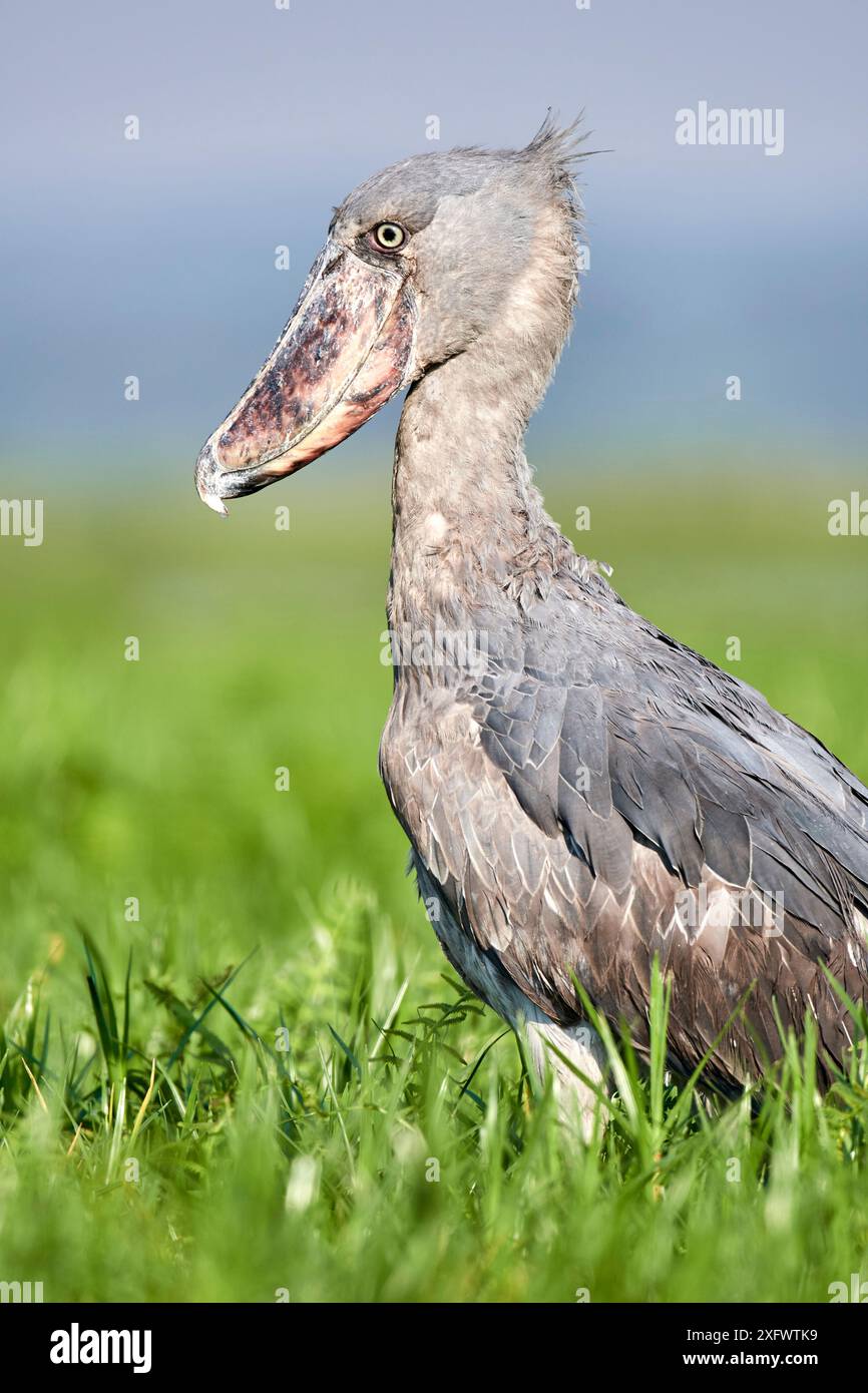 Schuhschnabel Stork (Balaeniceps Rex) in den Sümpfen von Mabamba, Lake Victoria, Uganda. Stockfoto