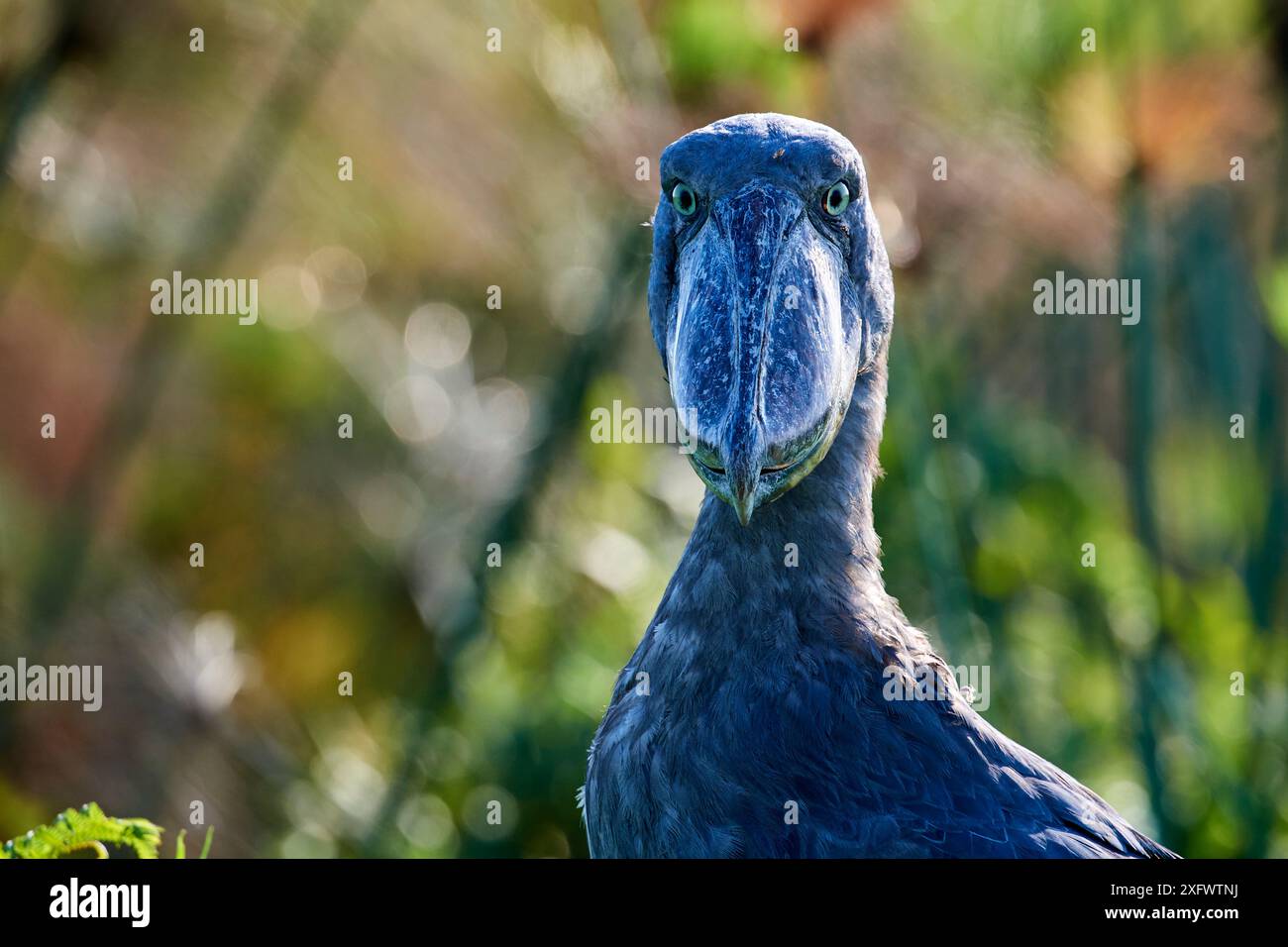 Schuhschnabel (Balaeniceps Rex) Portrait. Sümpfe Mabamba, Lake Victoria, Uganda. Stockfoto
