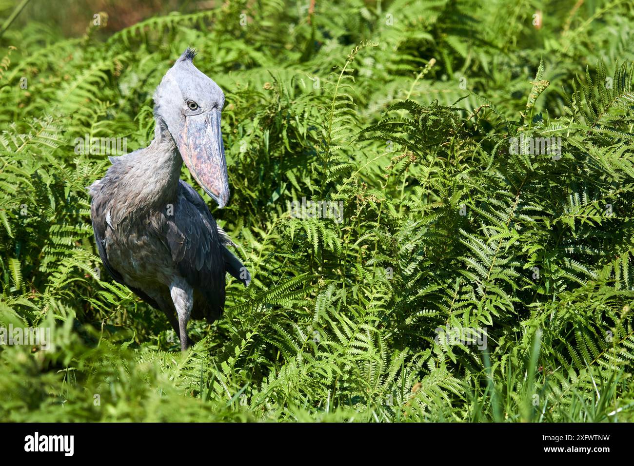 Schuhschnabel Störche Angeln (Balaeniceps Rex) in den Sümpfen von Mabamba, Lake Victoria, Uganda. Stockfoto