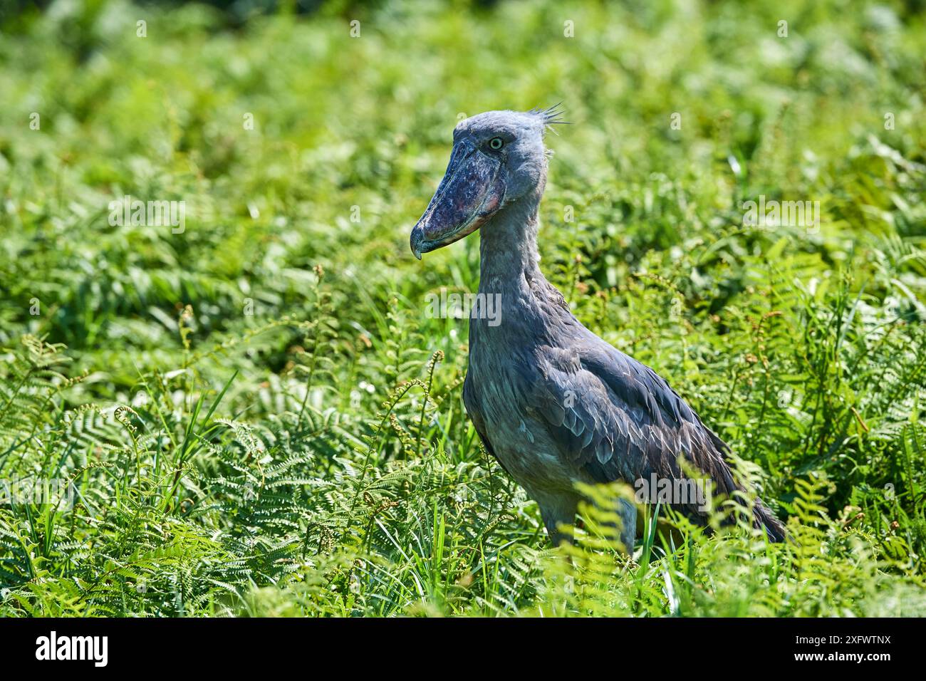 Schuhschnabel Stork (Balaeniceps Rex) in den Sümpfen von Mabamba, Lake Victoria, Uganda Stockfoto