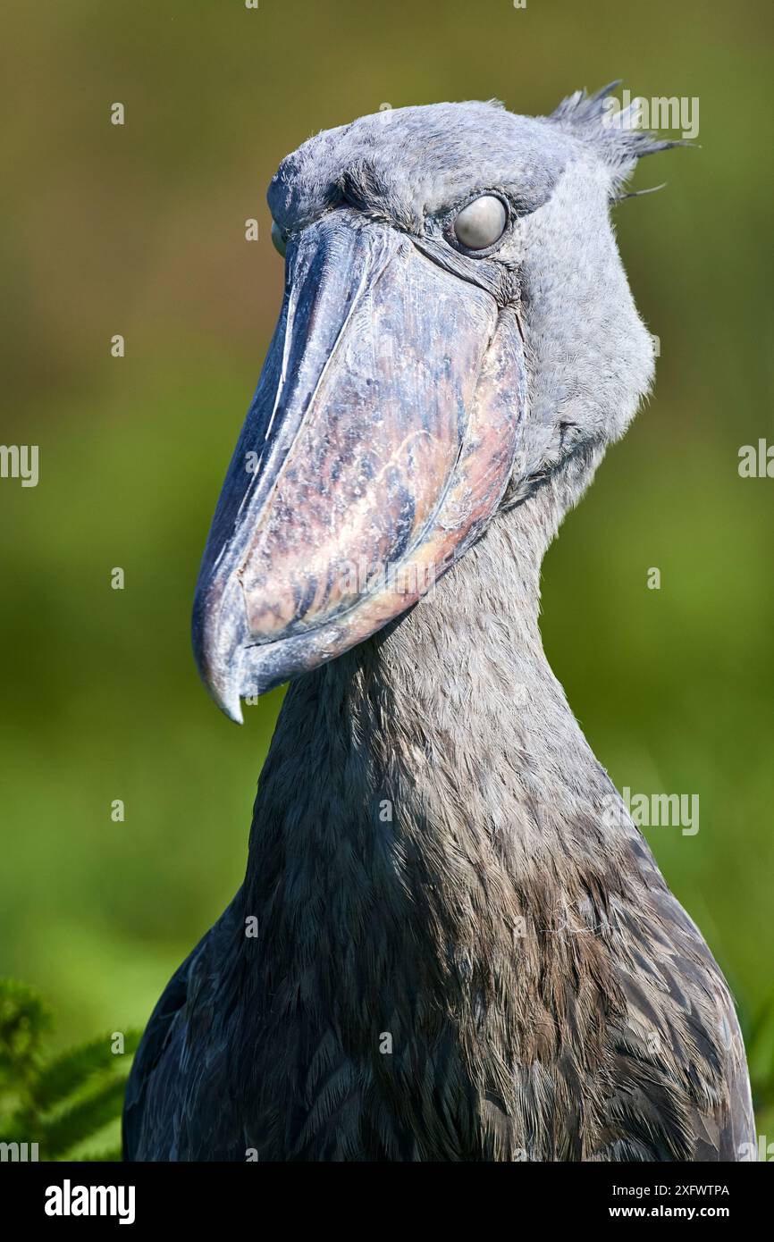 Porträt des Schufelstorchs (Balaeniceps rex) mit geschlossenem Augenlid. Sümpfe von Mabamba, Victoria Lake, Uganda. Stockfoto