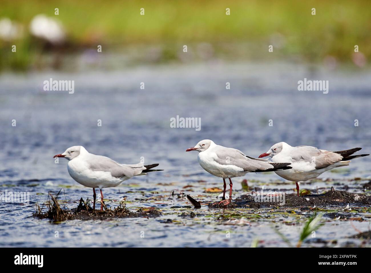 Graukopfmöwe (Chroicocephalus cirrocephalus) an der Küste, Queen Elizabeth National Park, Uganda. Stockfoto