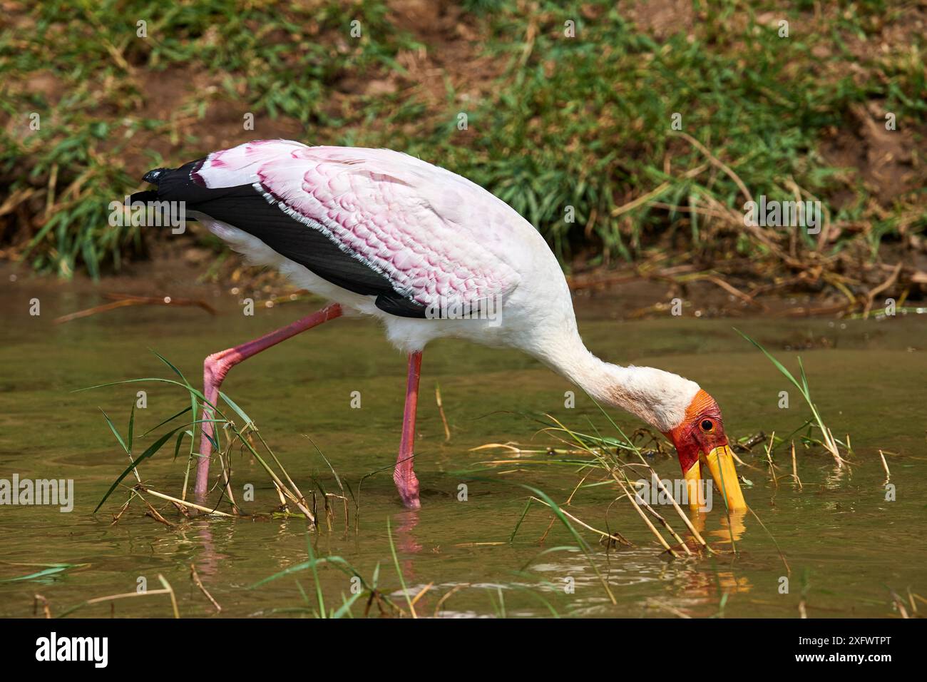 Gelbschnabelstorch (Mycteria ibis), der das Wasser nach Fischen fegt. Queen Elizabeth National Park, Uganda. Stockfoto
