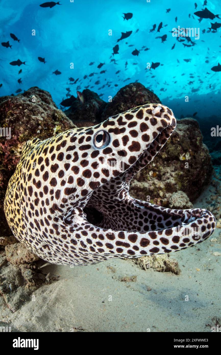 Honeycomb Muray (Gymnothorax favagineus) auf Korallenriff mit Triggerfischen (Balistidae), die oben geschult werden. North Male Atoll, Malediven. Indischer Ozean. Stockfoto