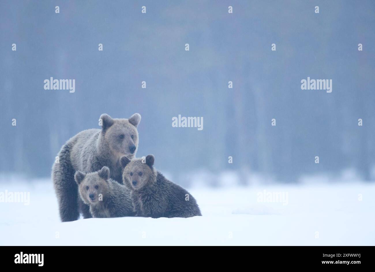 Braunbär (Ursus arctos) und Jungtiere im Schnee, Finnland, April Stockfoto