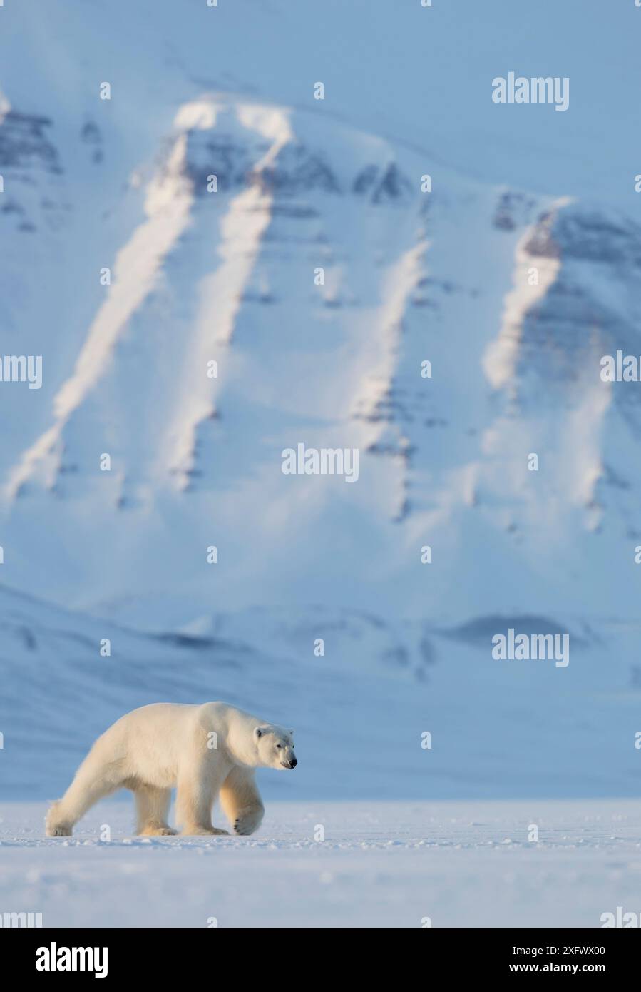 Eisbär (Ursus maritimus) Wandern im Schnee, Svalbard, Norwegen, April Stockfoto