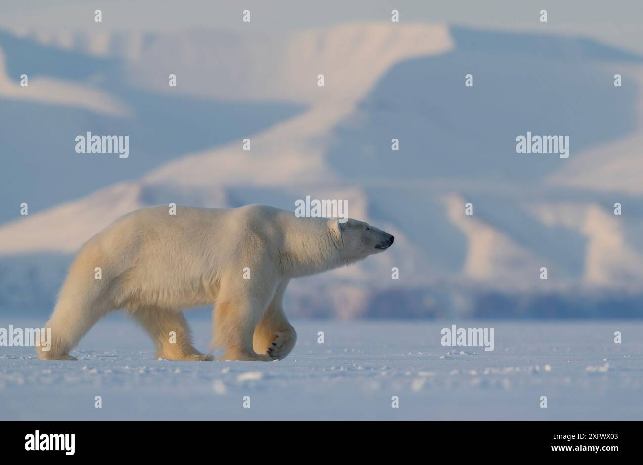 Eisbär (Ursus maritimus) Wandern im Schnee, Svalbard, Norwegen, April Stockfoto