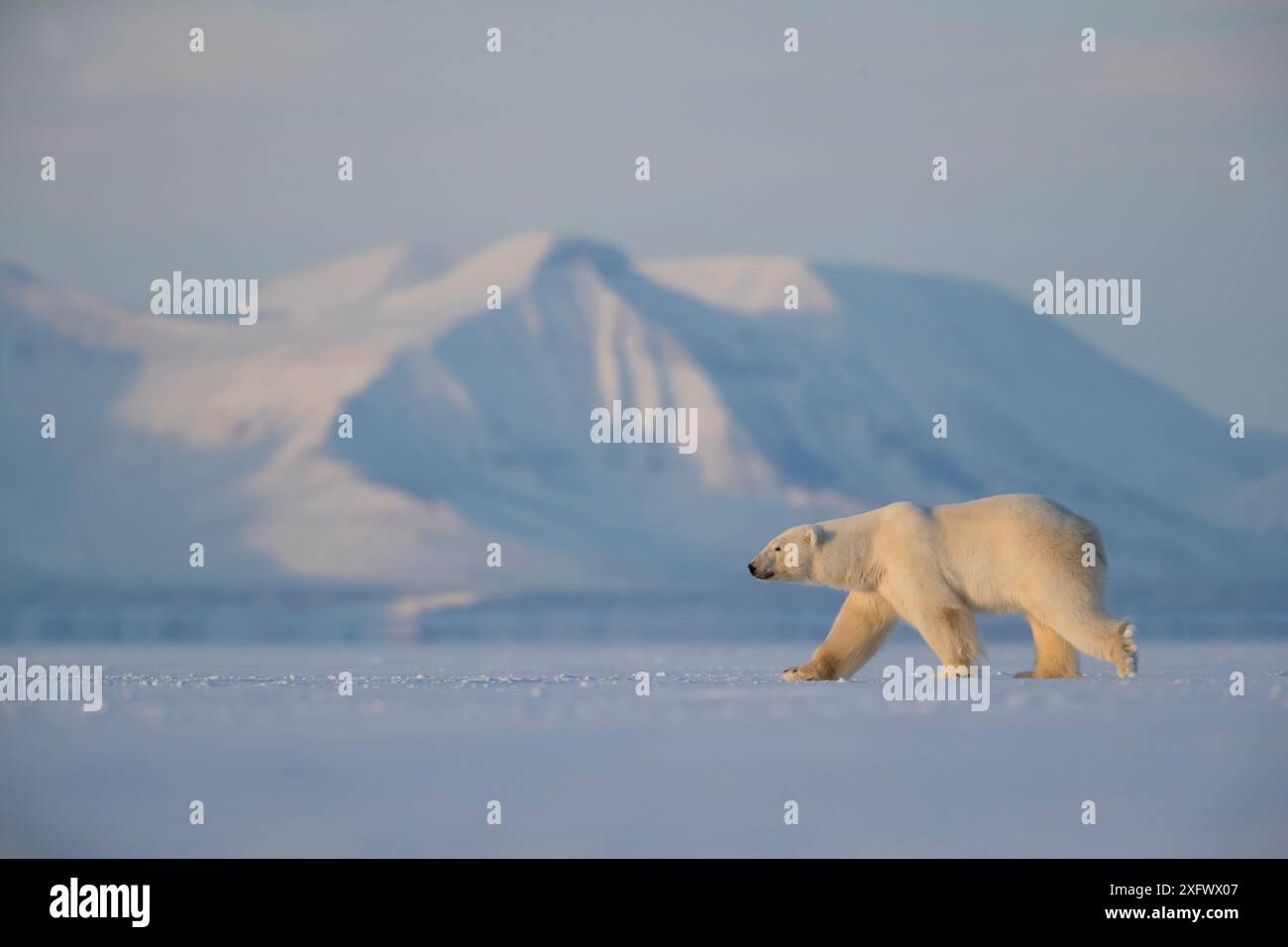 Eisbär (Ursus maritimus) Wandern im Schnee, Svalbard, Norwegen, April Stockfoto