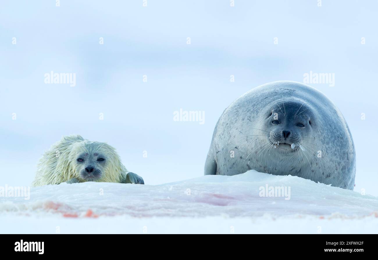 Ringelrobbe (Phoca hispida), Weibchen mit Welpen, Svalbard, Norwegen, April Stockfoto