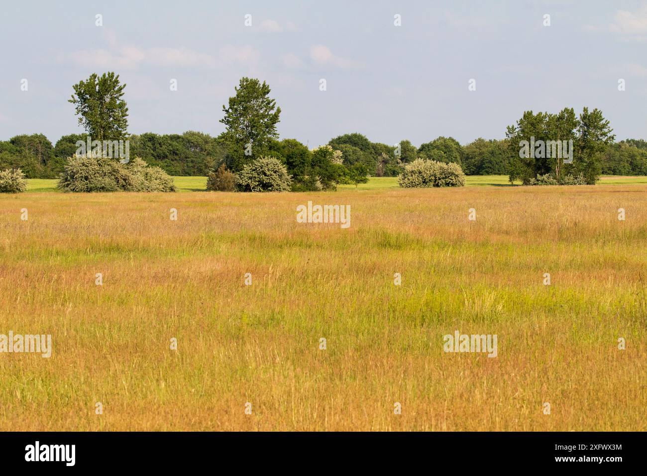 Puszta Grasland mit Oleaster (Elaeagnus angustifolia) und Wald darüber hinaus in der Nähe von Tiszaalpar, Kiskunsag Nationalpark, Ungarn Juni. Stockfoto