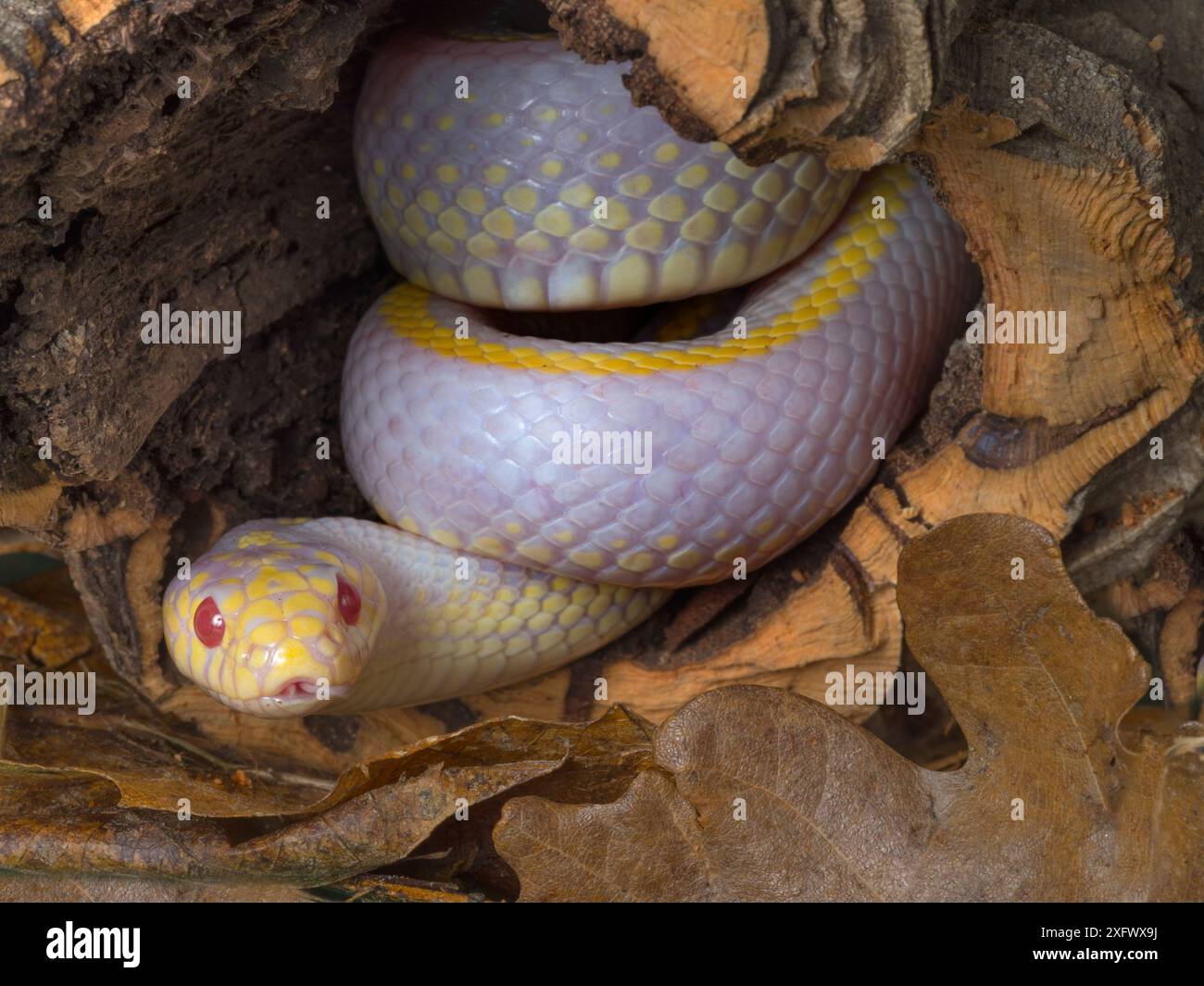 Kalifornische Königsschlange (Lampropeltis getula californiae) Albinoform, in Gefangenschaft. Stockfoto