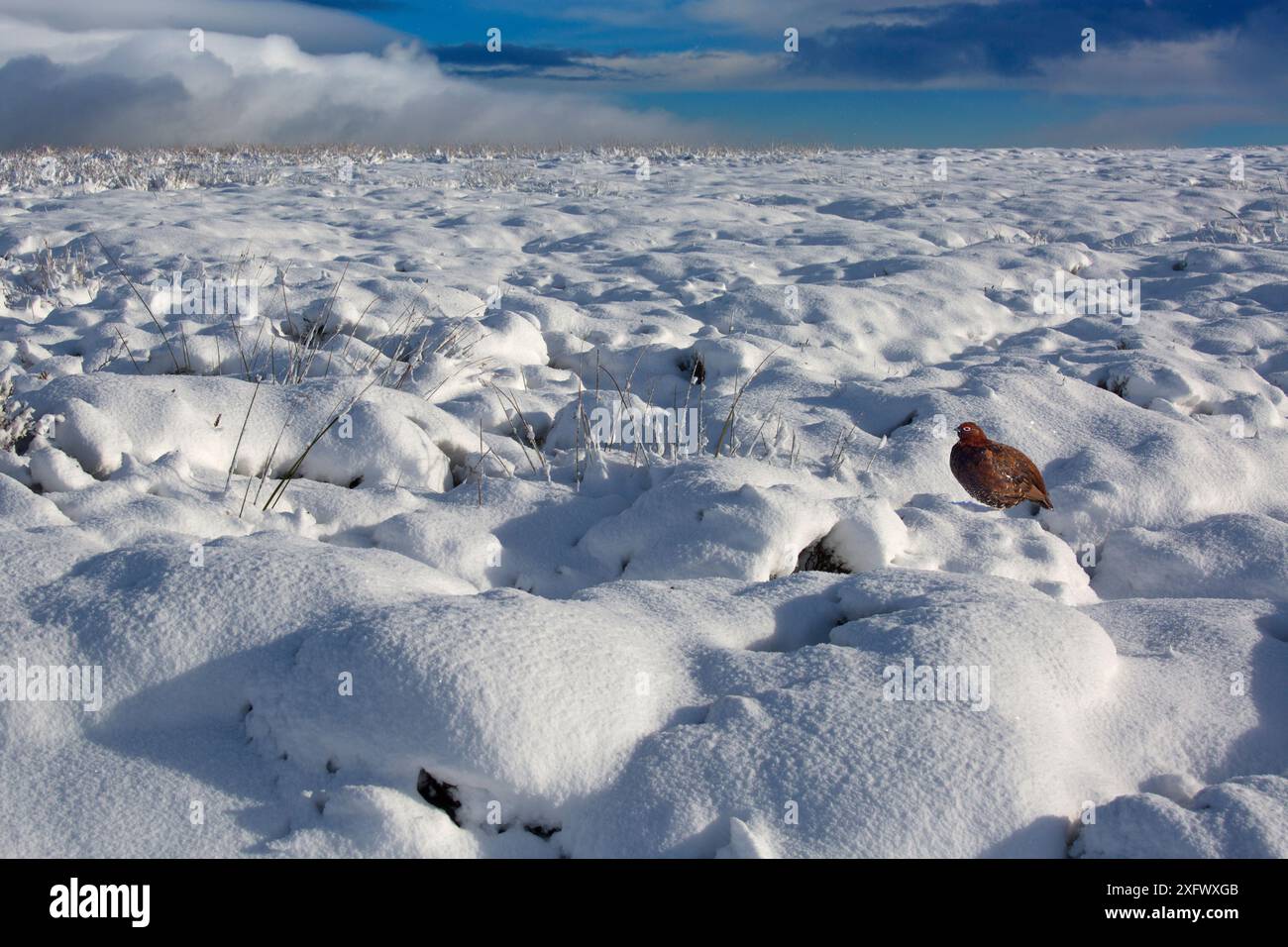 Rothühner (Lagopus scoticus) im Schnee, Yorkshire Dales, England, Großbritannien, November. Stockfoto