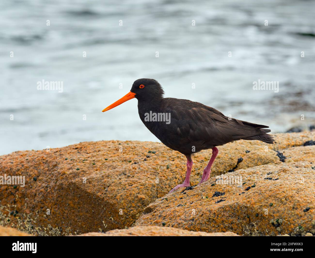 Rußausternfänger (Haematopus fuliginosus) Coles Bay, Tasmanien, Australien. Stockfoto