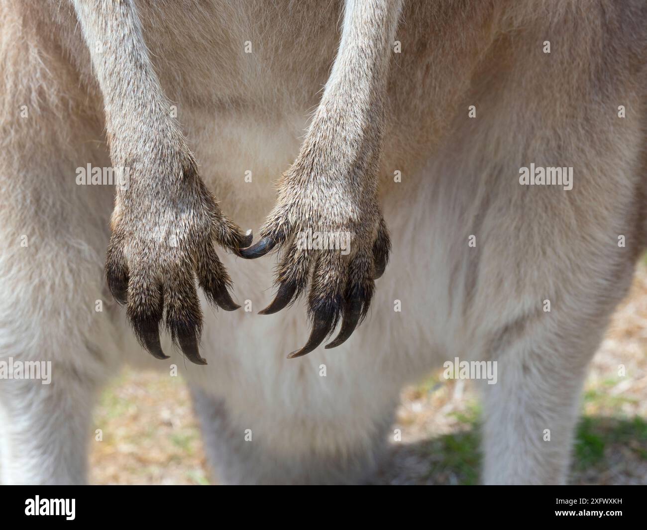 Tasmanische östliche graue Känguru (Macropus giganteus tasmaniensis) Nahaufnahme der Klauen und Pfoten, Tasmanien, Australien. Stockfoto