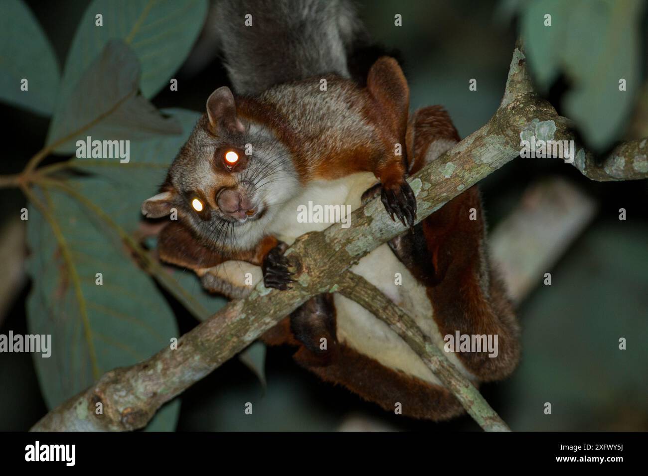 Gewöhnliches riesiges fliegendes Eichhörnchen (Petaurista petaurista) bei Nacht, Namdapha Nationalpark, Arunchal Pradesh, Indien. Stockfoto