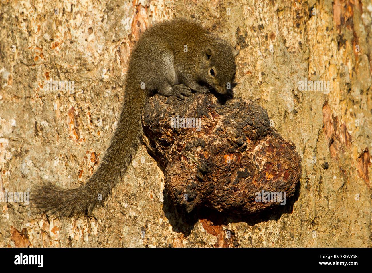 Irrawaddy Eichhörnchen (Callosciurus pygerythrus) auf Baumknoten, Kaziranga National Park, Assam, Indien. Stockfoto