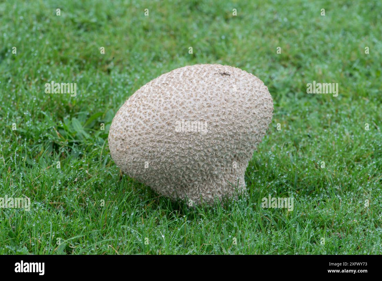 Mosaikpuffer (Lycoperdon utriforme / Handkea utriformis). Sussex, England, Großbritannien. Oktober. Stockfoto