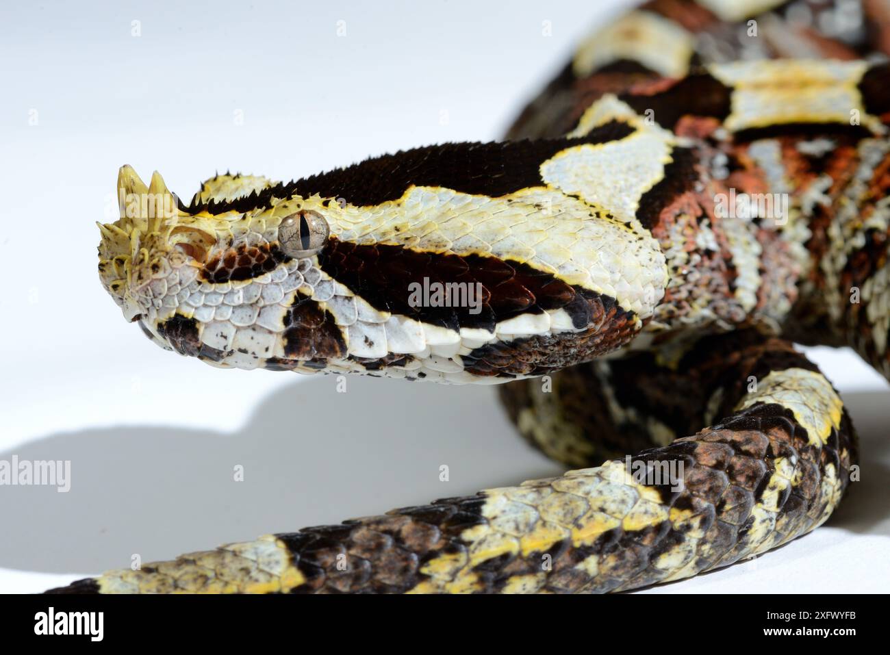 Natürliche Hybride zwischen Westafrikanischer Gaboon Viper (Bitis gabonica rhinoceros) und Rhinoceros Viper (Bitis nasicornis) Togo. Unverlierbar. Stockfoto