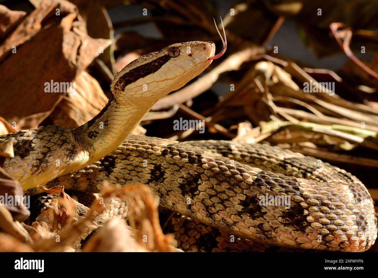 Fer-de-lance (Bothrops lanceolatus) unverlierbaren, endemisch auf Martinique. Stockfoto