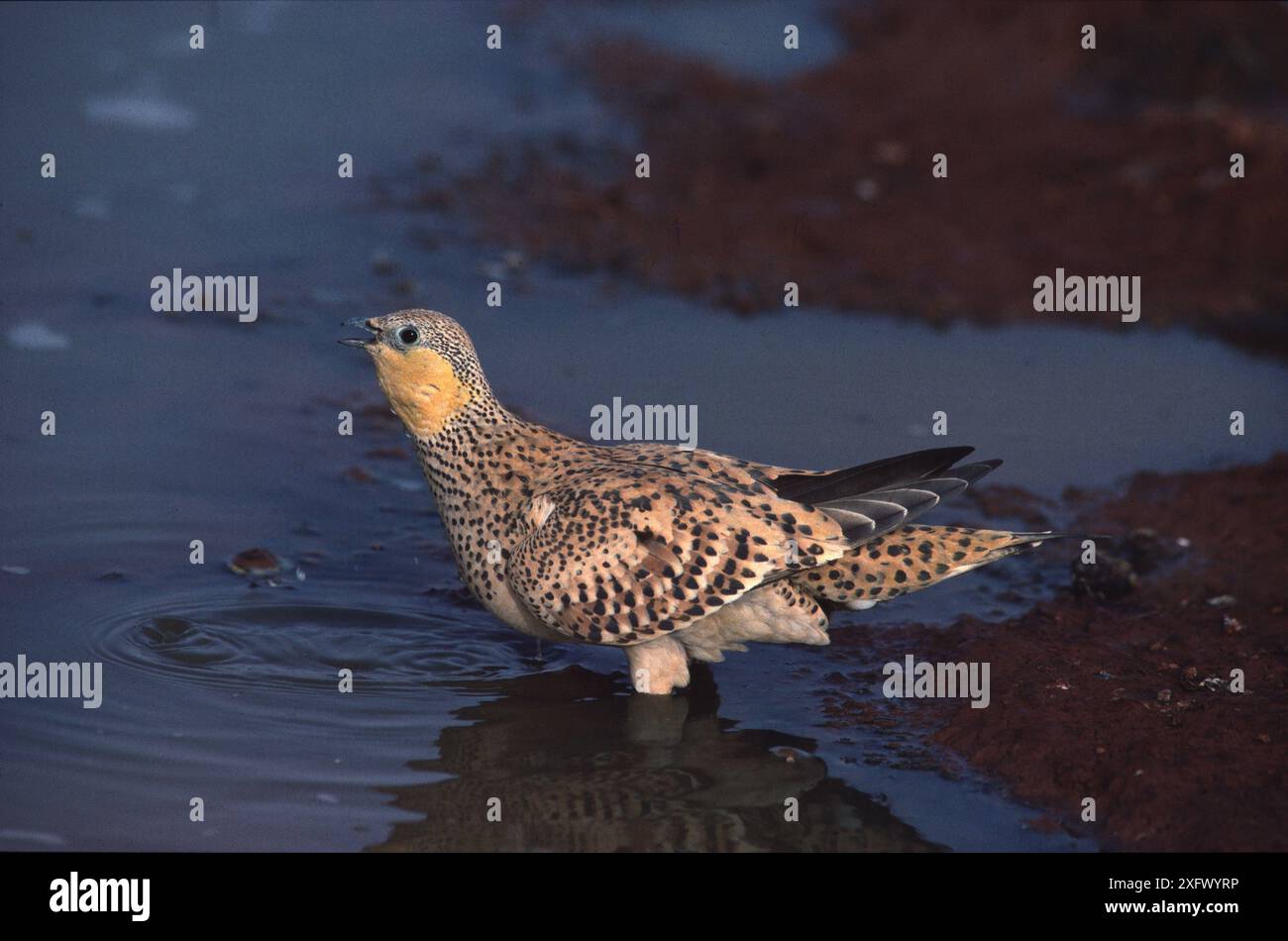 Gefleckte Sandhühner (Pterocles senegallus), die im Wasserloch, Sahara, trinken. Stockfoto