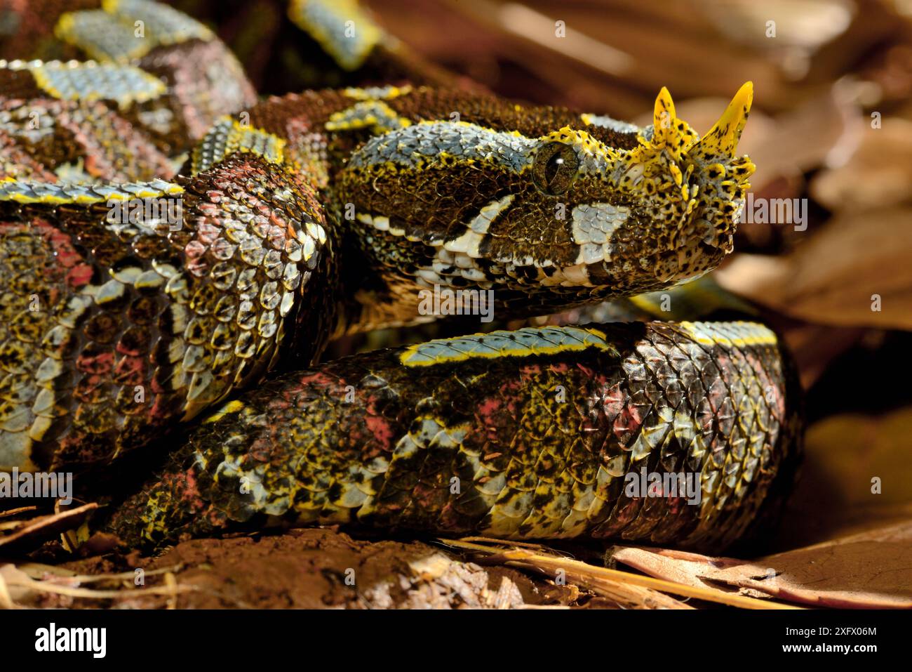 Schmetterling / Rhinoceros Viper (Bitis nasicornis). Unverlierbar. Kommt in West- und Zentralafrika vor. Stockfoto