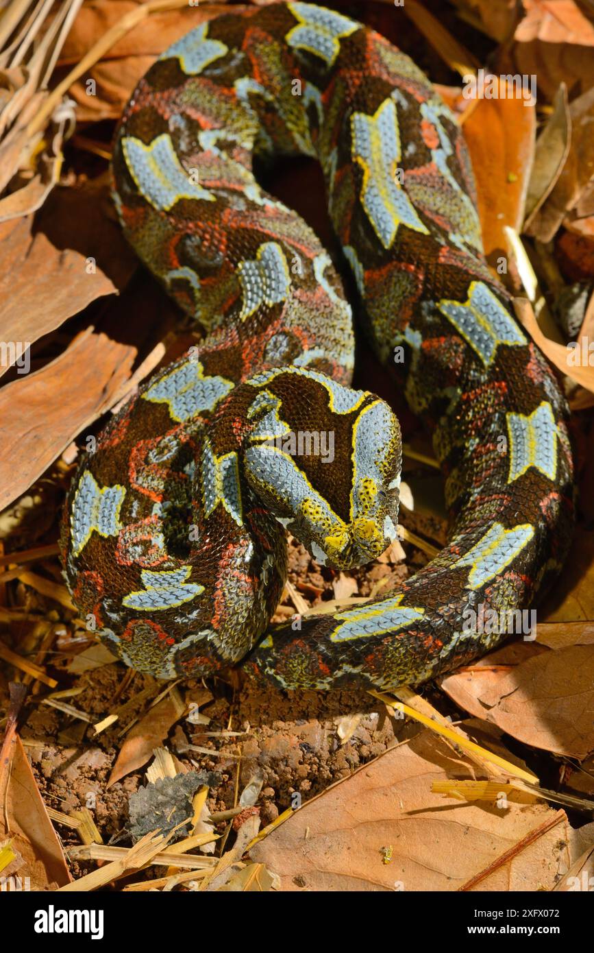Schmetterling / Rhinoceros Viper (Bitis nasicornis). Unverlierbar. Kommt in West- und Zentralafrika vor. Stockfoto