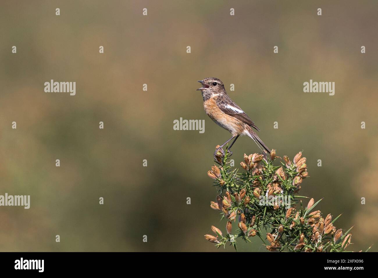 Stonechat (Saxicola rubicola) auf Gorse (Ulex sp). Norfolk, England, Großbritannien. Juni. Stockfoto